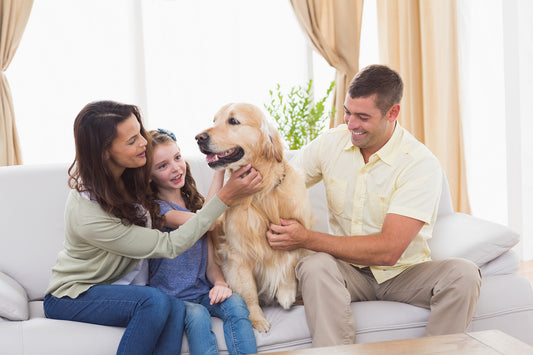 Cuidado para tus mascotas con producto seguros de higiene