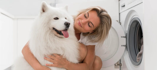 Los mejores trucos para eliminar pelos de mascota de la ropa y muebles