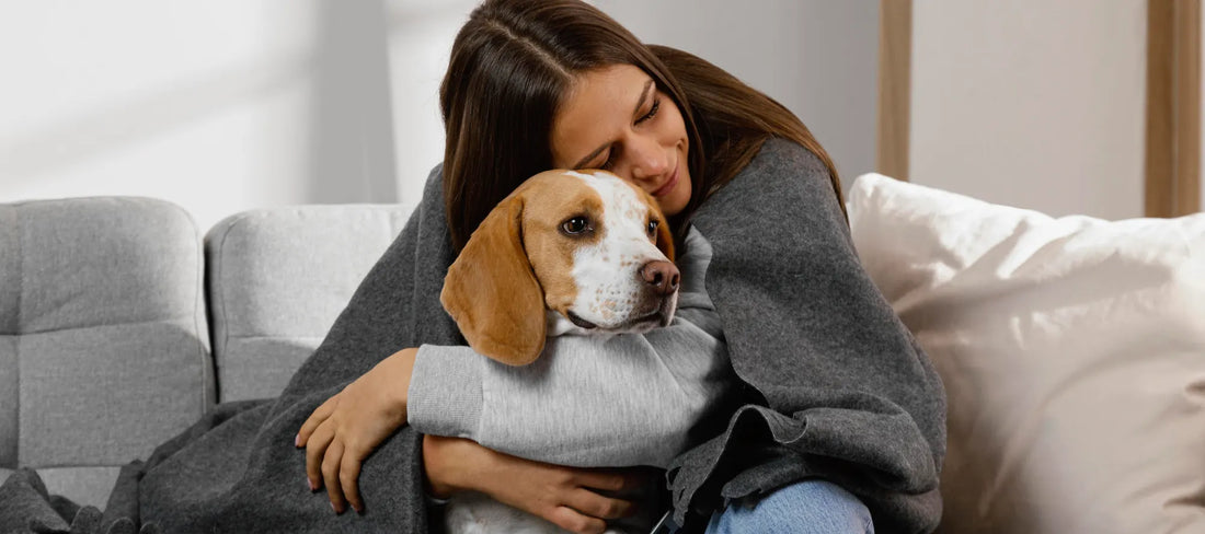 Guía exprés para limpiar orina de mascotas en pisos, muebles y alfombras